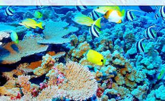 Tropical fish from the waters around the Great Barrier Reef may slowly make their way to North Coast waters as their habitat becomes too warm. Tropical fish from the waters around the Great Barrier Reef may slowly make their way to North Coast waters as their habitat becomes too warm.